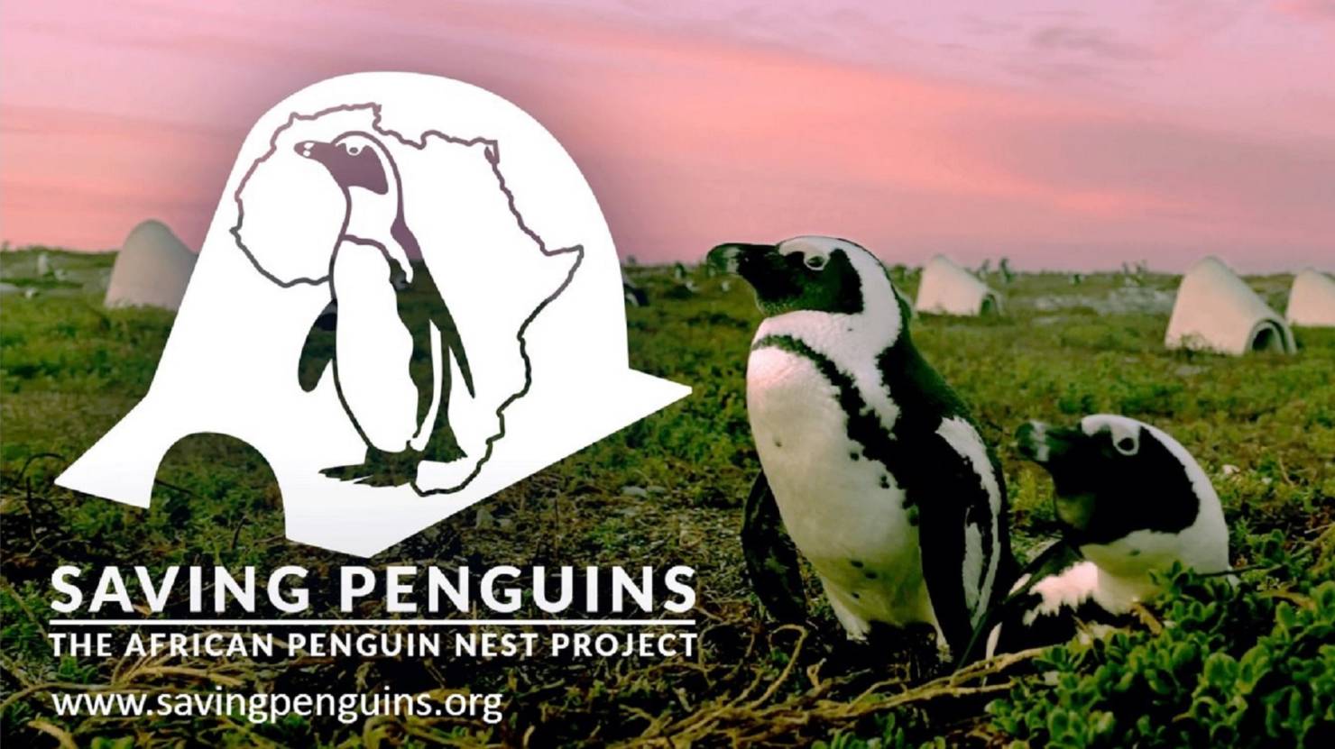 African penguins face long odds – but new homes can stack the deck