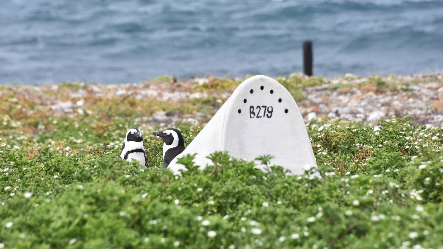 African penguins face long odds – but new homes can stack the deck